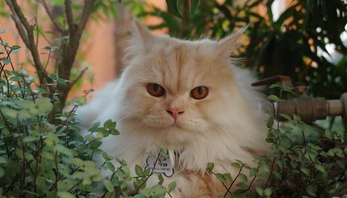 Kucing Persia