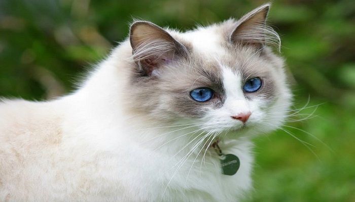 Kucing Ragdoll