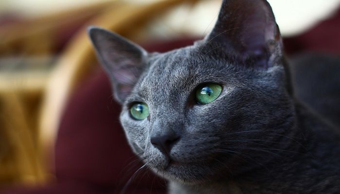 Kucing Russian Blue: Harga, Karakteristik dan Perawatan Kucing Russian Blue