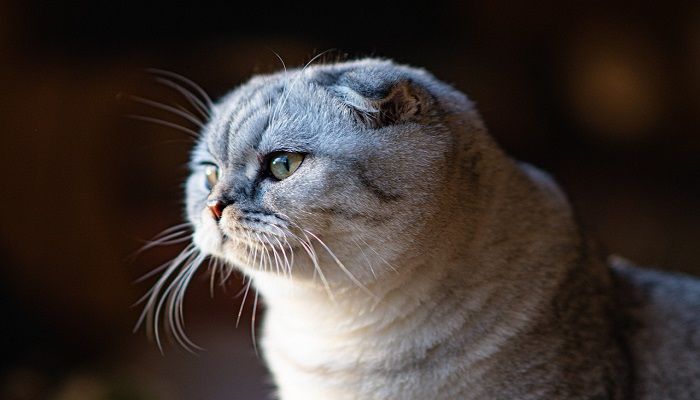Kucing Scottish Fold