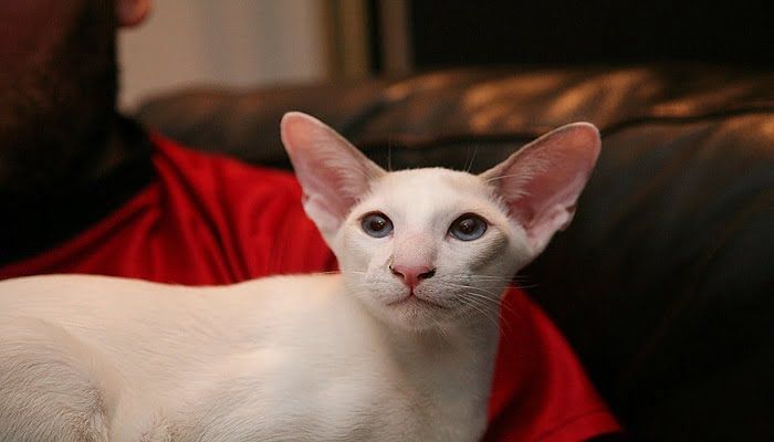 Kucing Seychellois