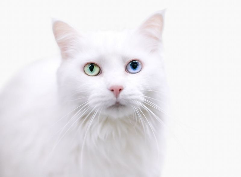 Kucing Turkish Angora: Harga, Karakteristik dan Perawatan Kucing Turkish Angora
