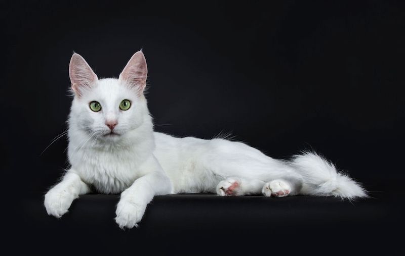 Kucing Turkish Angora: Harga, Karakteristik dan Perawatan 