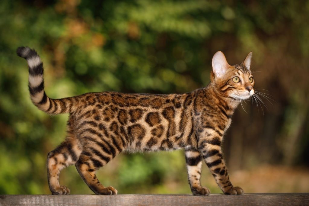 Kucing Bengal: Harga, Karakteristik dan Perawatan » KucingMania