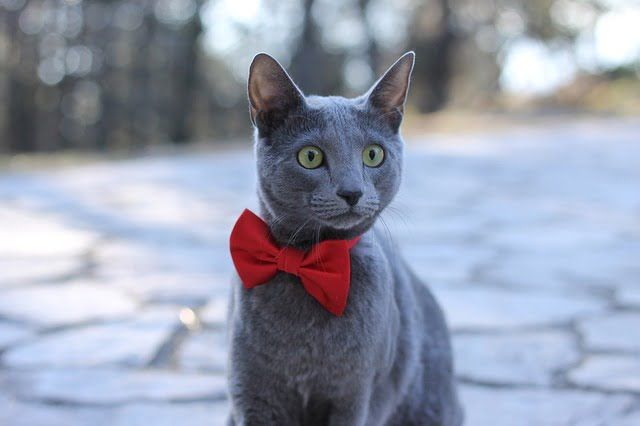 Kucing Russian Blue
