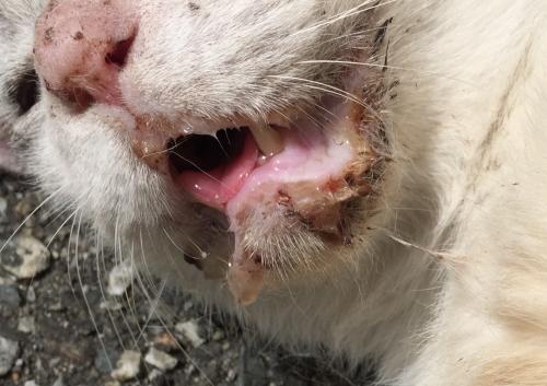 Virus Herpes Pada Kucing