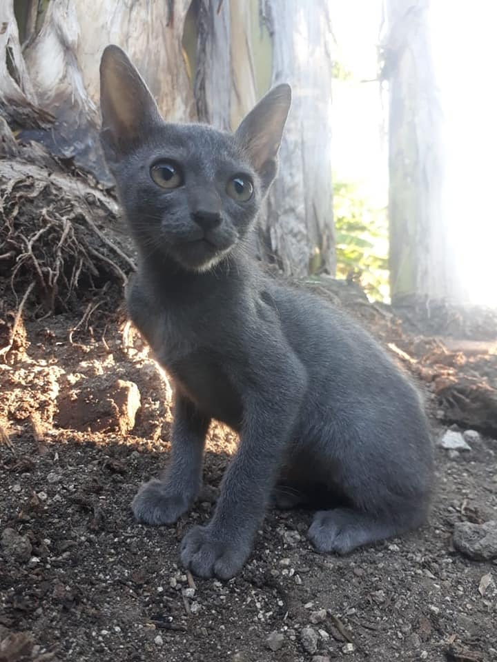 Kucing Busok