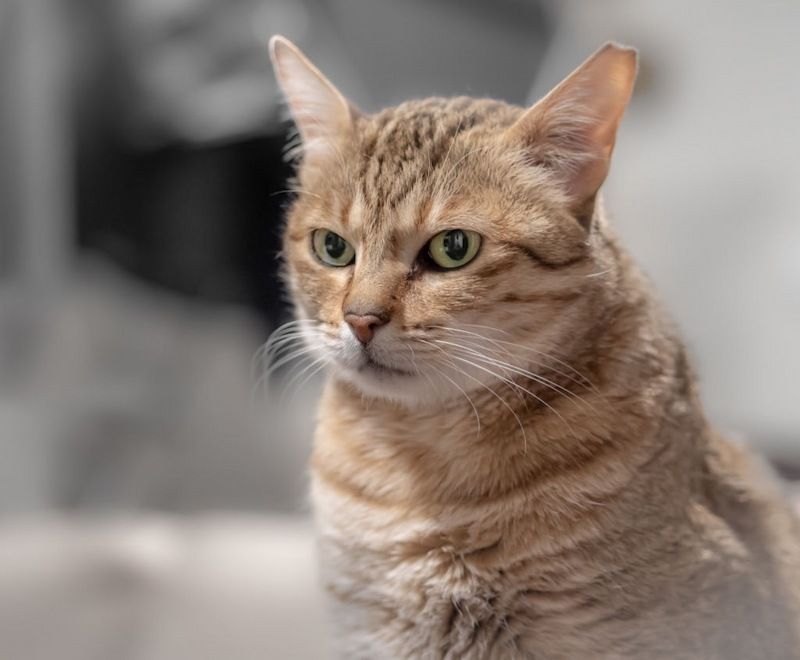 Kucing Arabian Mau