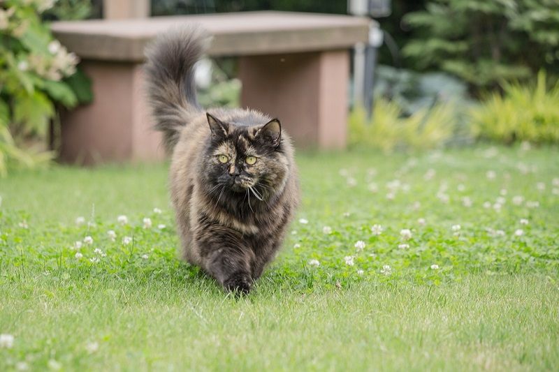 Ciri-ciri Kucing British Longhair