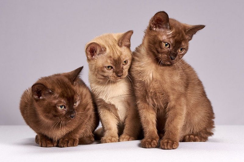 Ciri-ciri Kucing Burmese