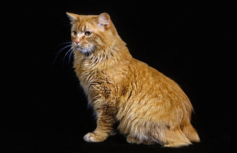 Kucing Cymric
