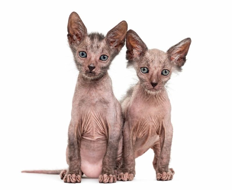 Ciri-ciri Kucing Lykoi