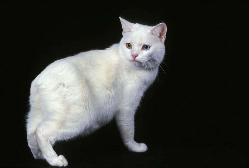 Ciri-ciri Kucing Manx