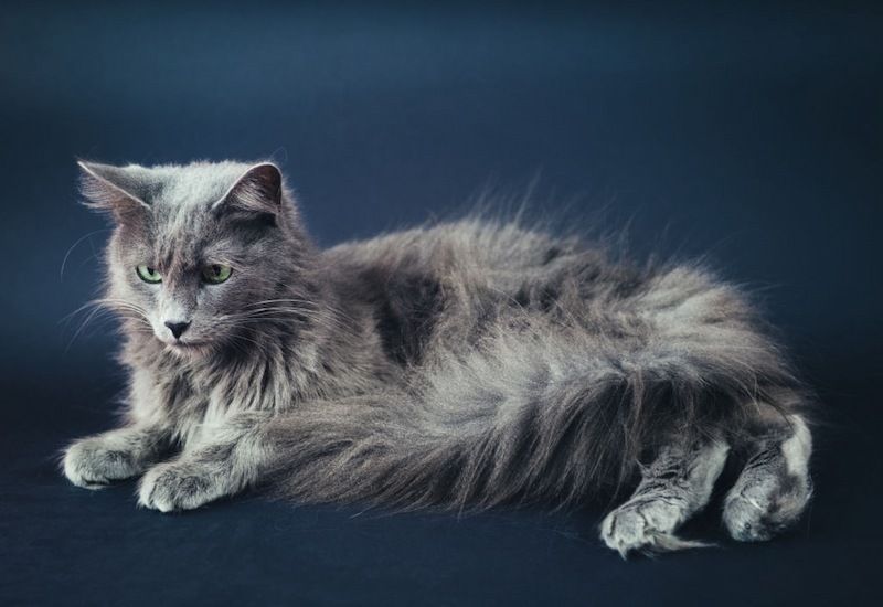 Kucing Nebelung