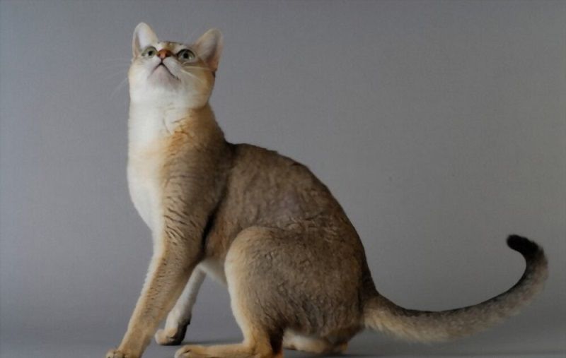 Ciri-ciri Kucing Singapura
