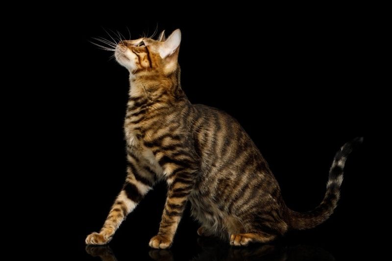 Kucing Toyger