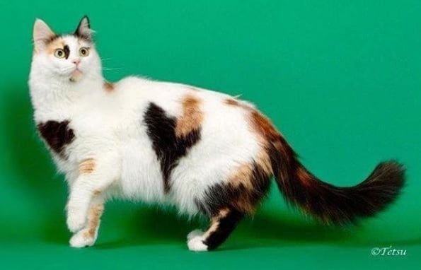 Kucing Aphrodite Giant