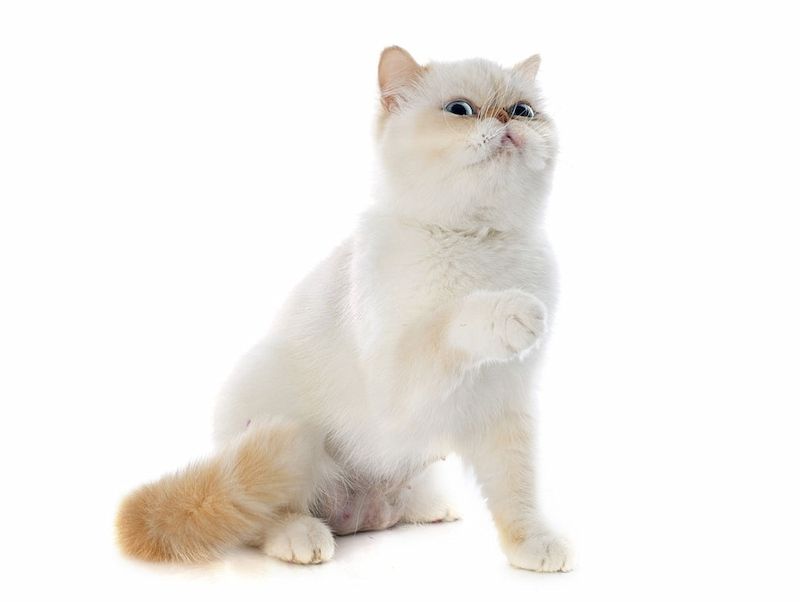 Kucing Exotic Shorthair