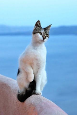Kucing Aegean