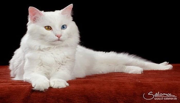 Kucing Aphrodite Giant