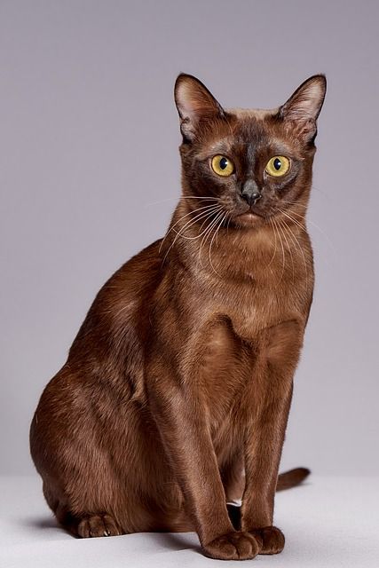 Kucing Burmese
