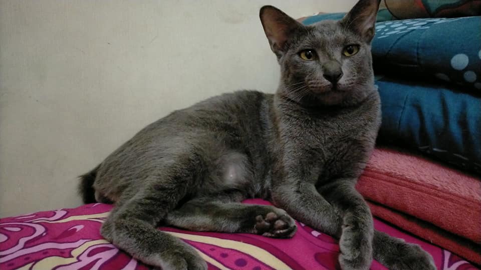 Kucing Busok
