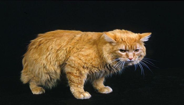 Jenis Kucing Cymric