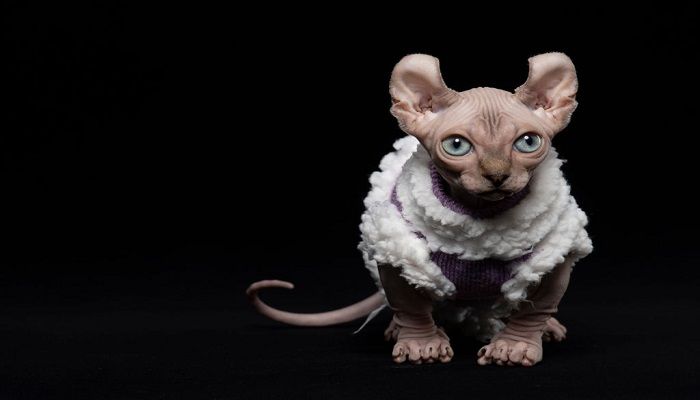 Kucing Dwelf
