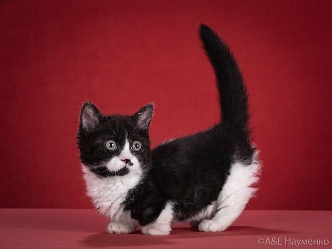 Kucing Lambkin
