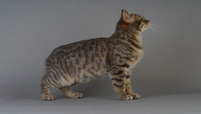 Jenis Kucing Manx