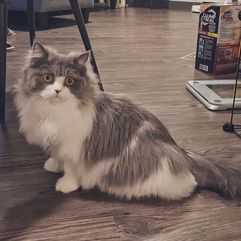 Kucing Napoleon
