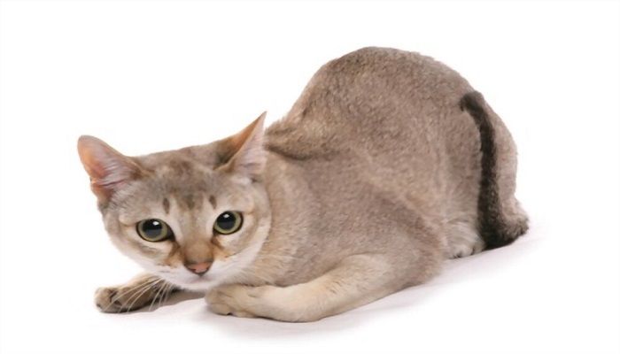 Kucing Singapura
