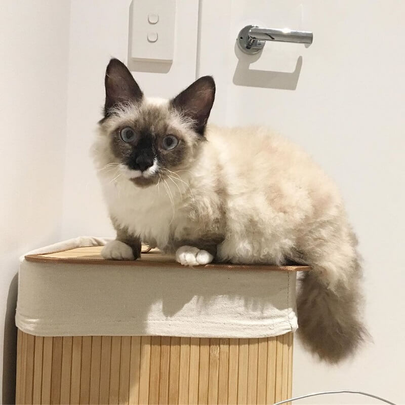 Kucing Skookum