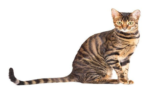 Kucing Toyger