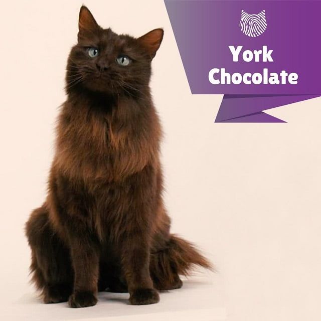 Kucing York Chocolate: Harga, Karakteristik dan Perawatan » KucingMania