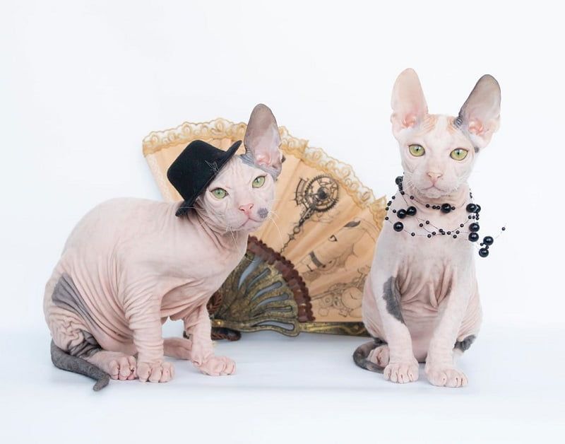 Jenis-jenis Kucing