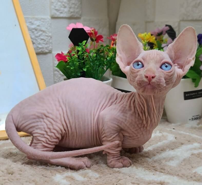 Jenis-jenis kucing
