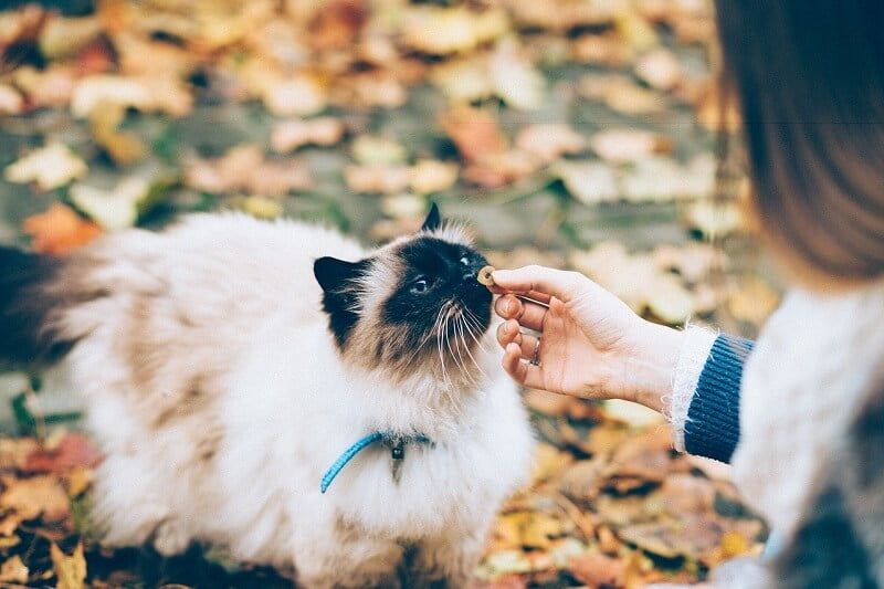 Jenis-jenis Kucing