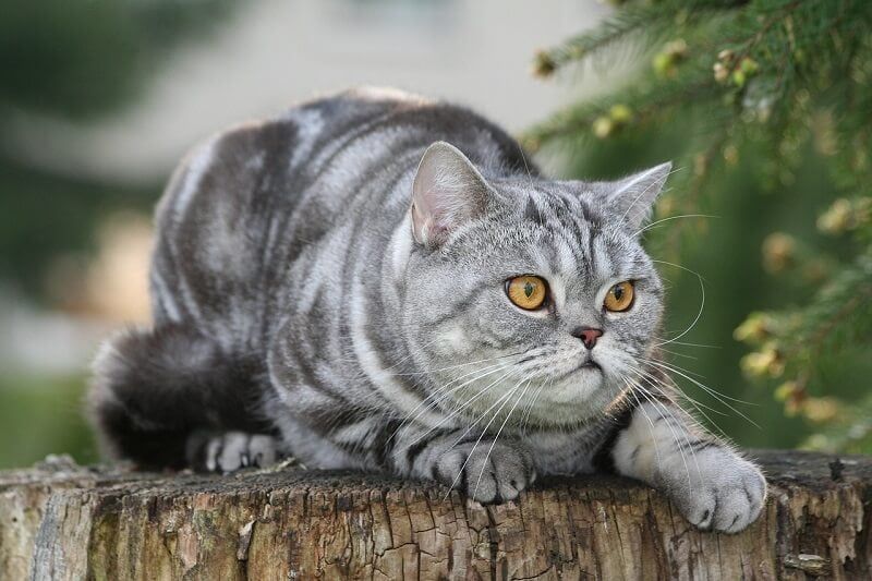 Jenis-jenis Kucing