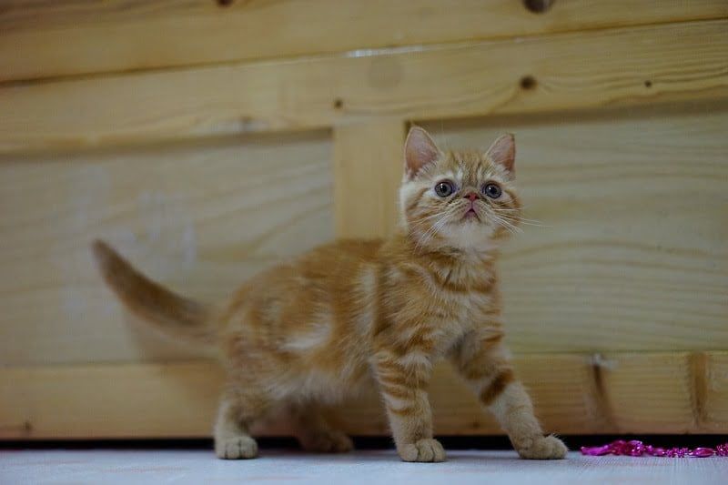 Jenis-jenis Kucing