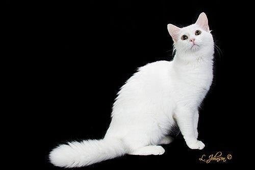 Kucing Aphrodite Giant