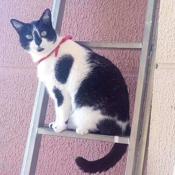 Kucing Brazilian Shorthair