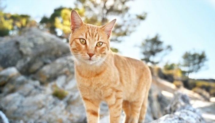 Kucing Aegean
