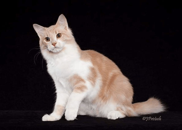 Kucing Aphrodite Giant