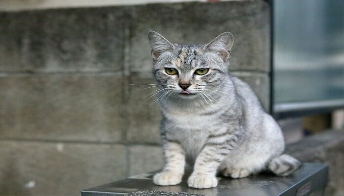 Kucing Australian Mist