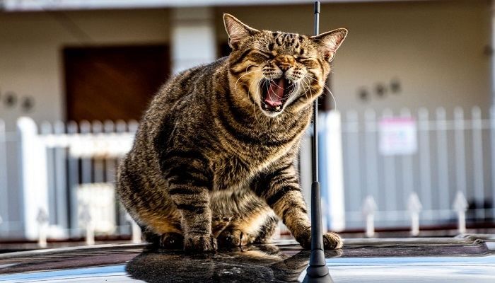 Kucing Brazilian Shorthair