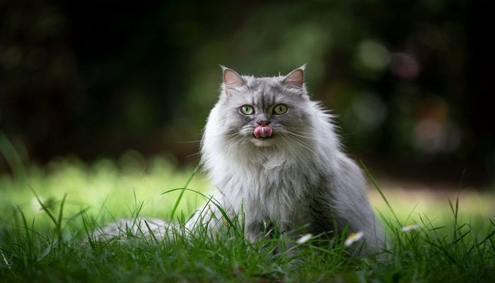 Kucing British Longhair