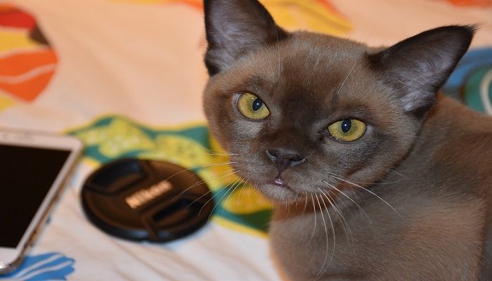 Kucing Burmese