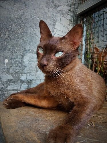 Kucing Busok