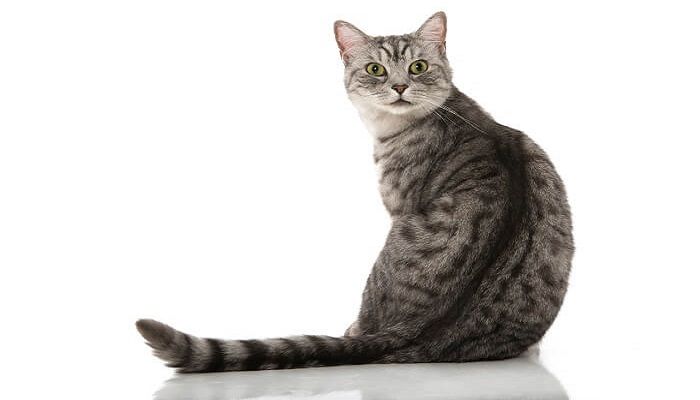 Kucing California Spangled